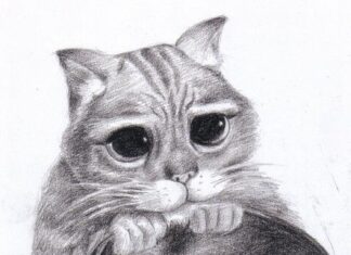 Dibujar gato a lápiz