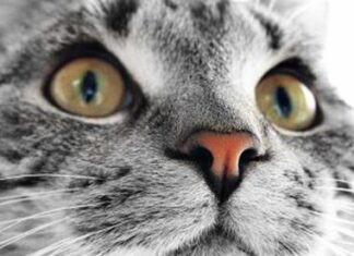 Por qué los Gatos no Comen Dulces