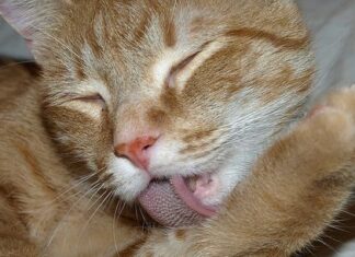 Bolas de pelo en el gato bolas de pelo gatos