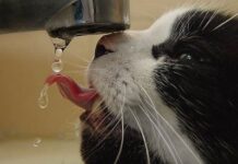 Bebederos para gatos gato bebiendo