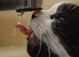Bebederos para gatos gato bebiendo