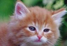 Conexión felina