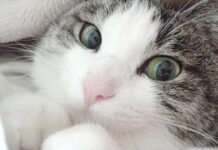 Gato doméstico (II)