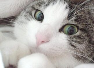 Gato doméstico (II)