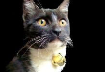 Ponerle un cascabel al gato gato cascabel