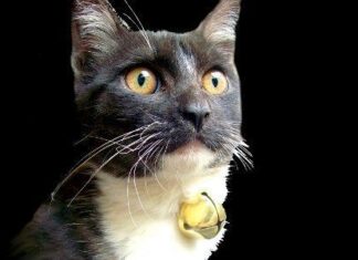 Ponerle un cascabel al gato gato cascabel