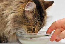 Los gatos y la leche los gatos y la leche