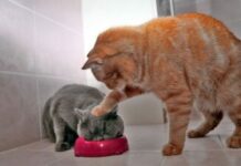 Los gatos y los dulces los gatos y los dulces