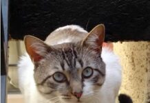 Descubierta la razón por la cual a los gatos no les gusta el dulce