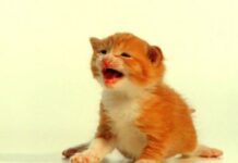 Razas de gatos