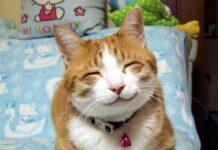 Gatos como mascotas