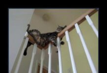 Sueño gatos