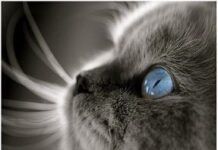 Perro y gato pillados en actitud amorosa