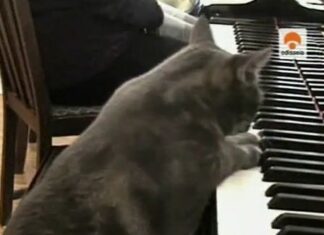 El Gato Pianista