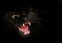 El gato negro gato negro