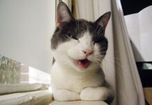 Significado del maullido en los gatos