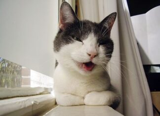 Significado del maullido en los gatos