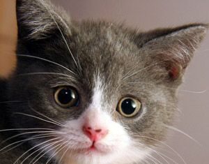 Efectos de la castración