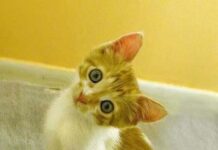 Elección del gato como mascota