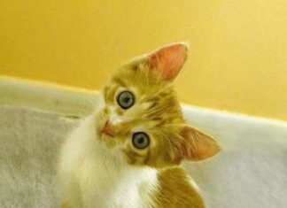 Elección del gato como mascota