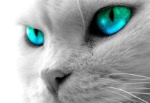 Los niños y los gatos