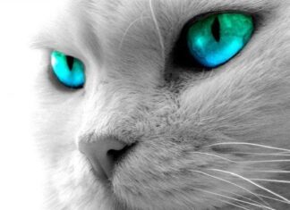 Los niños y los gatos