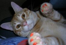 Quitarle las uñas al gato Quitarle las uñas al gato