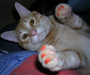 Quitarle las uñas al gato