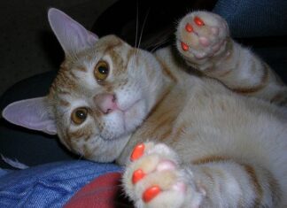 Quitarle las uñas al gato Quitarle las uñas al gato