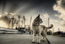 Gatos callejeros