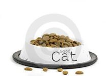 Gato obeso, gato enfermo