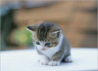 Panleucopenia felina