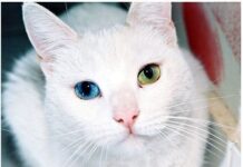 La heterocromía en Gatos, una anomalía ocular curiosa