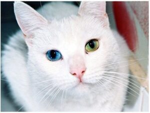 La heterocromía en Gatos