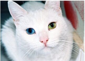 La heterocromía en Gatos, una anomalía ocular curiosa