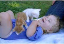Tener un gato en casa ¿Mejora la salud?