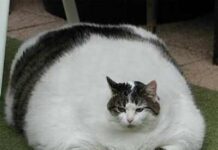 La obesidad en gatos