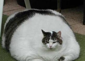 La obesidad en gatos