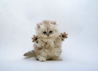 Peritonitis infecciosa felina