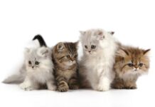 La alimentación de los gatos adultos