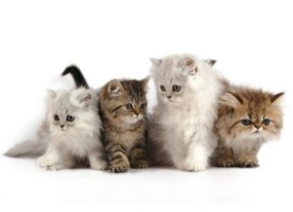 La alimentación de los gatos adultos