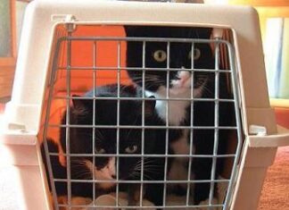 Ir de viajes con nuestro gato