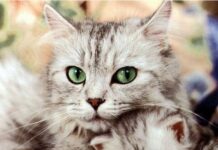 Jugar con un gato