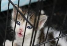 Raza de gato más antigua