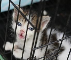 Raza de gato más antigua