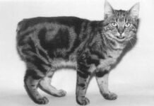 Gatos Manx