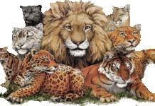 Felinos