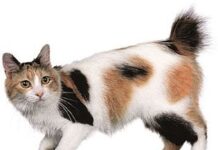 Bobtail japonés