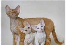 Devon Rex: el mejor amigo del hombre