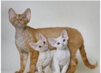 Devon Rex: el mejor amigo del hombre